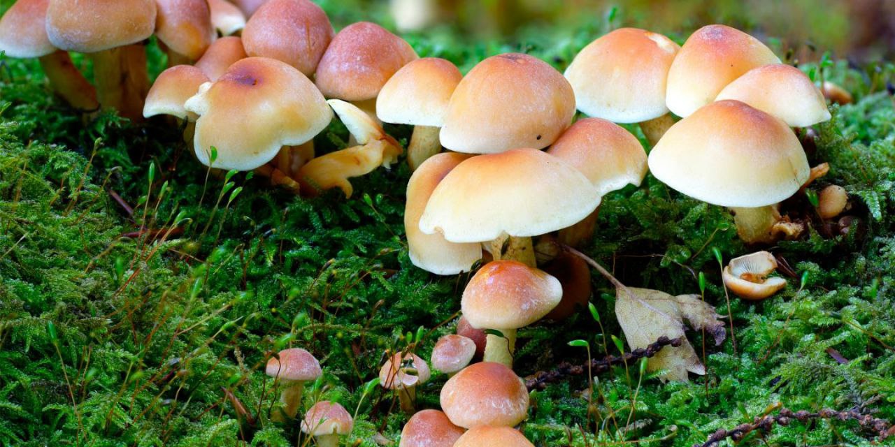 За последнюю неделю октября в Молдове зафиксировано 8 случаев отравления грибами