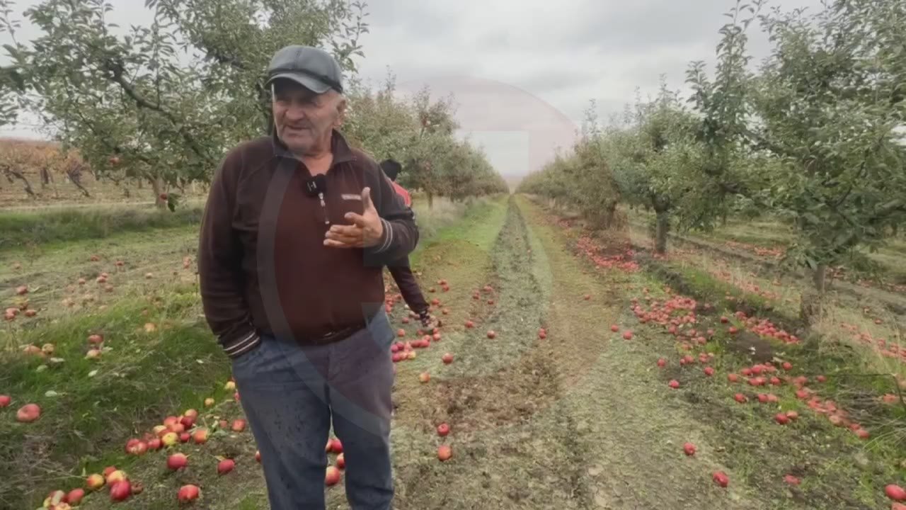 Фермер из Каушанского района жалуется на «унизительно низкую» цену, по которой он продаёт свои яблоки на переработку