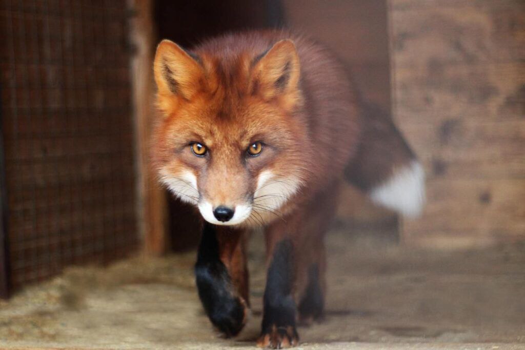 Воровку-лису поймали. Утром, 4 ноября хозяева дома на Ближнем Хуторе вызвали спасателей