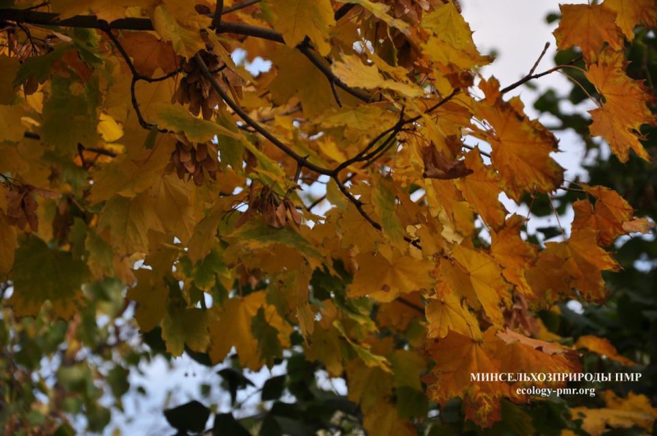 Доброго утра!. Прогноз погоды на сегодня, 5 ноября