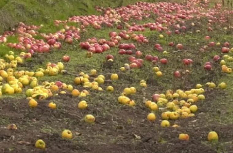 Молдавский фермер стряхнул 40 тонн яблок на землю, потому что собирать урожай не выгодно - рынков сбыта у фермера из Новых Фарладан нет