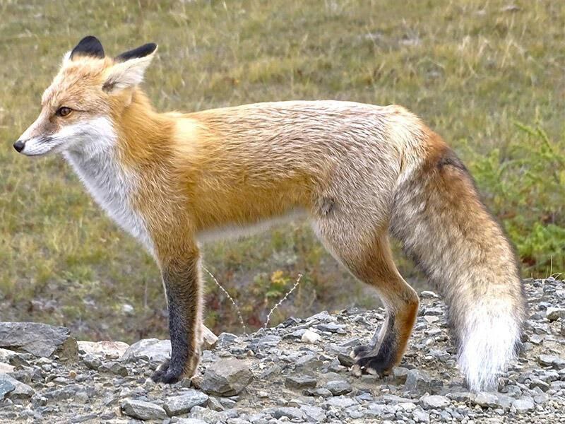 Лиса утащила несколько куриц у жителей Ближнего Хутора и спряталась на чердаке их дома