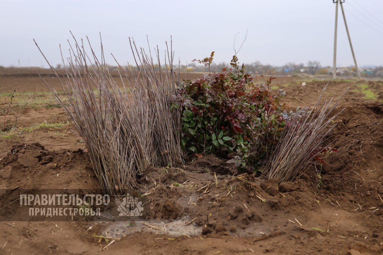 Новая лесополоса в Слободзейском районе Новая лесополоса в Слободзейском районе