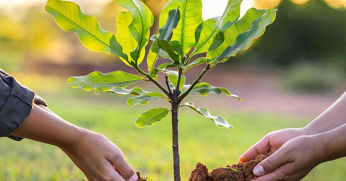 Приглашают на доброе дело. Инициативная группа во главе с депутатом Бендерского горсовета Романом Артеменко приглашает всех желающих принять участие в высадке деревьев в сквере Тимирязевский