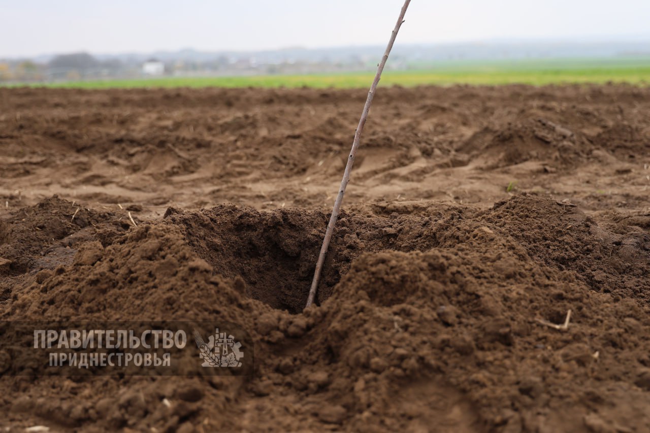Новую лесополосу высаживают члены Правительства ПМР возле села Терновка в Слободзейском районе Новую лесополосу высаживают члены Правительства ПМР возле села Терновка в Слободзейском районе