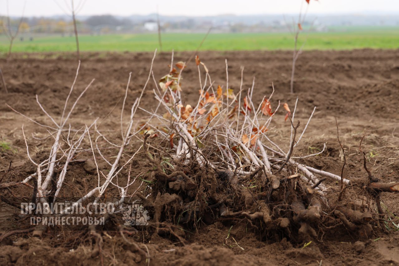 Новую лесополосу высаживают члены Правительства ПМР возле села Терновка в Слободзейском районе Новую лесополосу высаживают члены Правительства ПМР возле села Терновка в Слободзейском районе