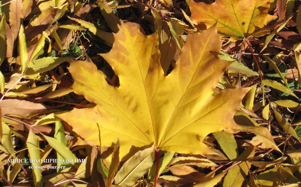 Доброго утра!. Прогноз погоды на сегодня, 6 ноября