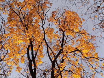 Как передает городской отдел по делам ГО и ЧС, 7 ноября ожидается облачная с прояснениями погода, без осадков
