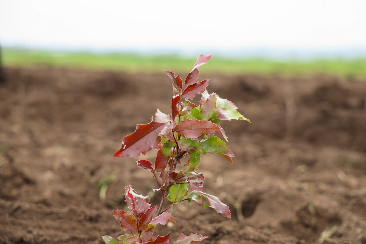 Фоторепортаж с субботника Фоторепортаж с субботника