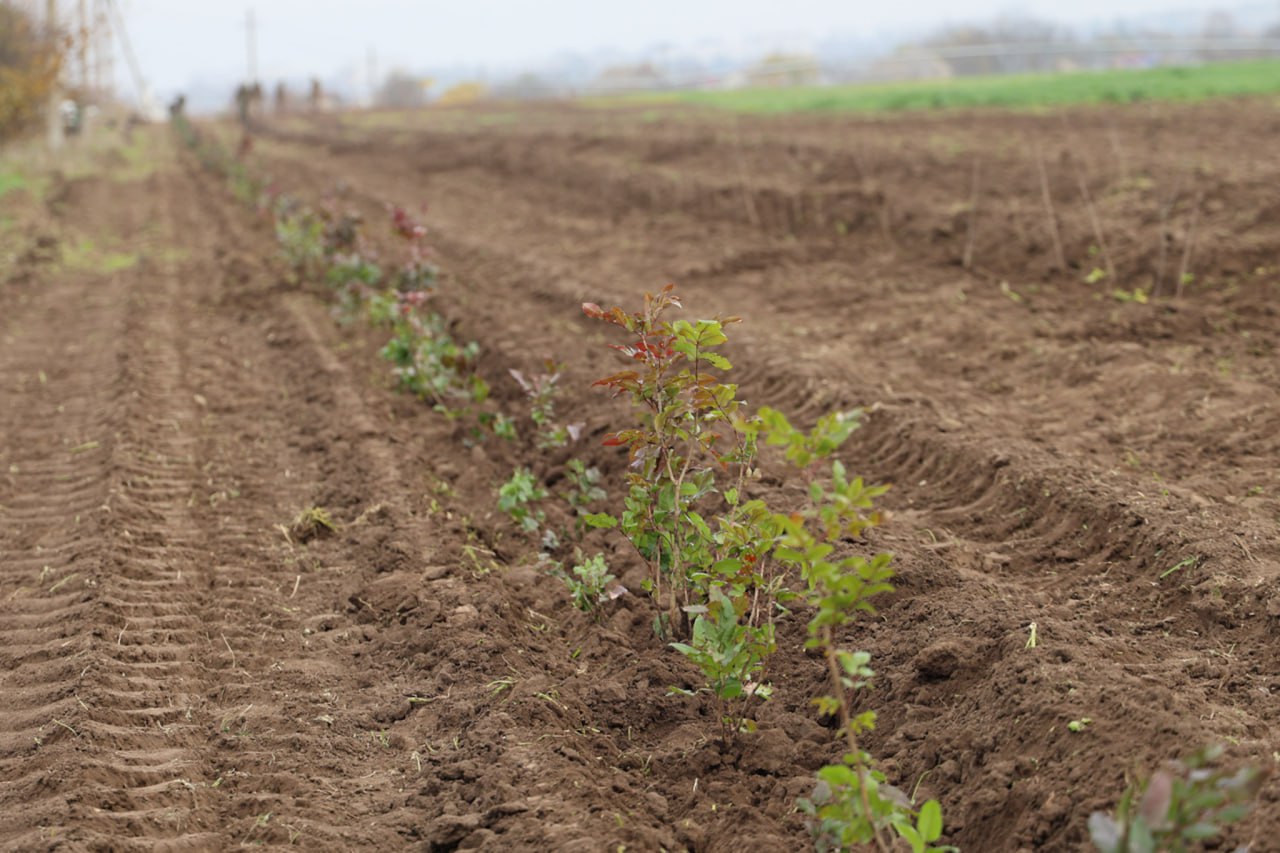 Фоторепортаж с субботника Фоторепортаж с субботника