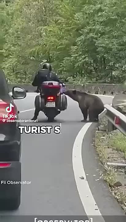 Румыния вводит штрафы за кормление медведей