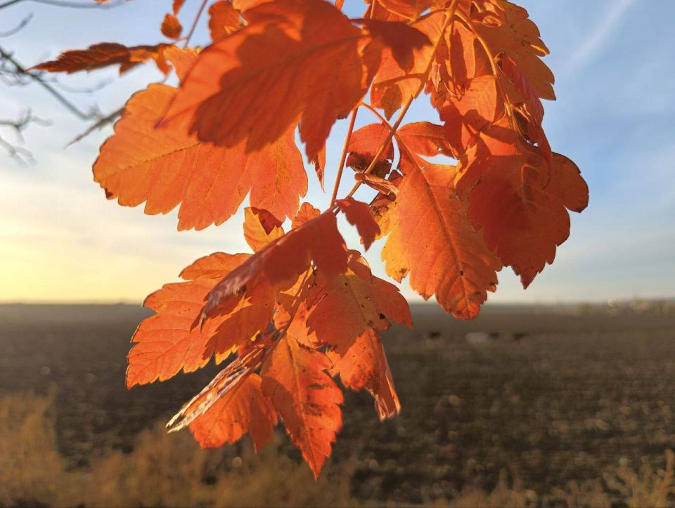 Настроение: наслаждаться яркими красками осени и прислушиваться к шороху листьев Настроение: наслаждаться яркими красками осени и прислушиваться к шороху листьев