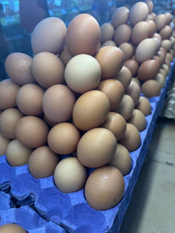 ����, �������� ��������, ����: