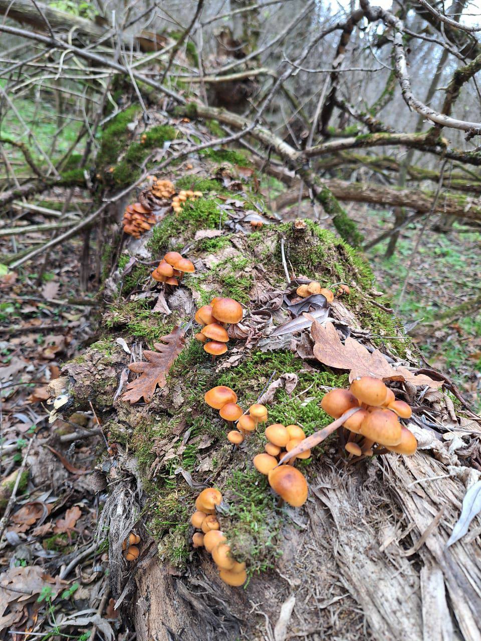 Грибная пора в окрестностях села Белочи Грибная пора в окрестностях села Белочи