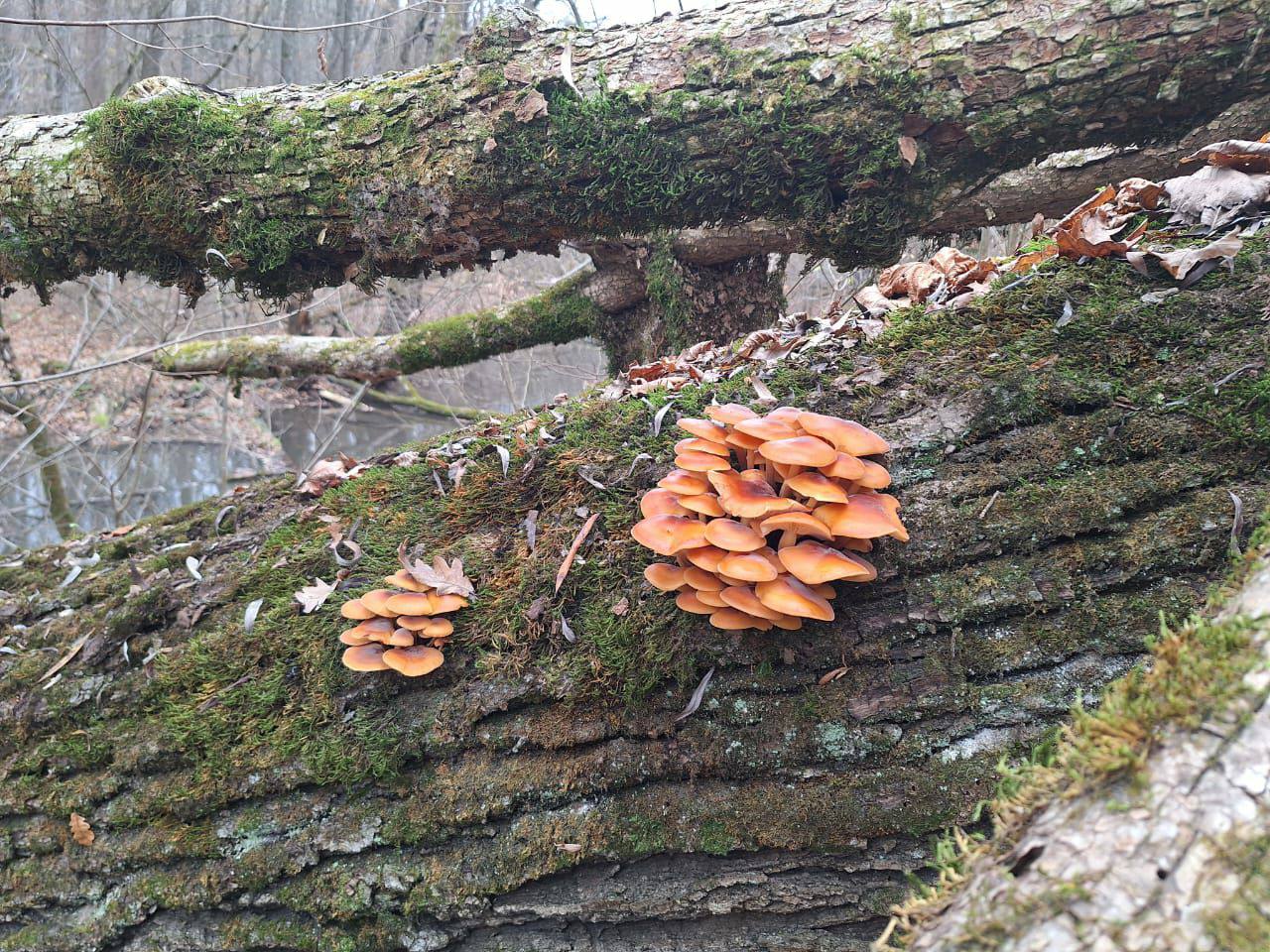 Грибная пора в окрестностях села Белочи Грибная пора в окрестностях села Белочи