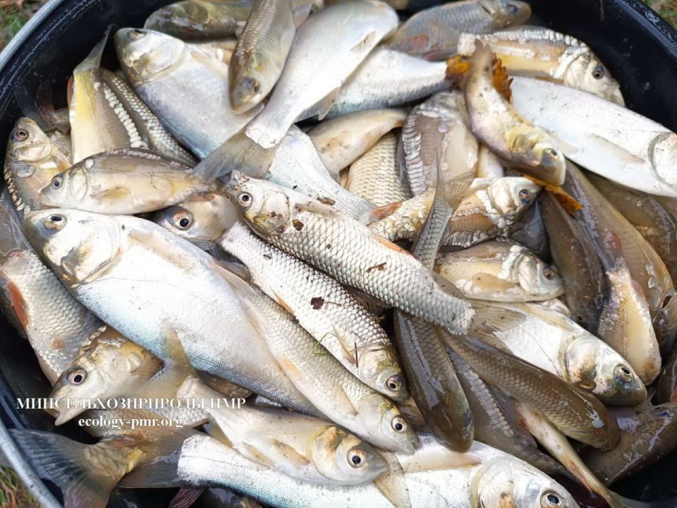 Более 7 тонн рыбы выпустили в Кучурганское водохранилище в начале ноября