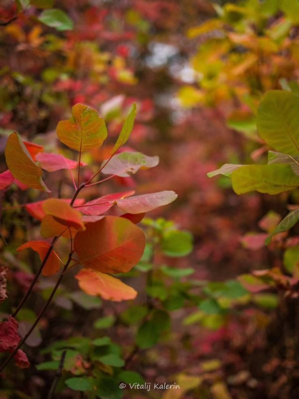 Осень в Приднестровье включила режим “красная палитра”