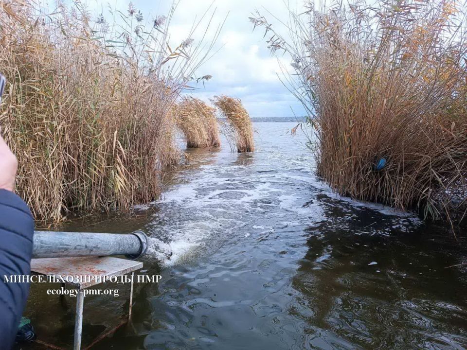 Более 7 тонн рыбы выпустили в Кучурганское водохранилище в начале ноября Более 7 тонн рыбы выпустили в Кучурганское водохранилище в начале ноября