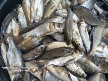 Более 7 тонн рыбы выпустили в Кучурганское водохранилище за первую неделю ноября