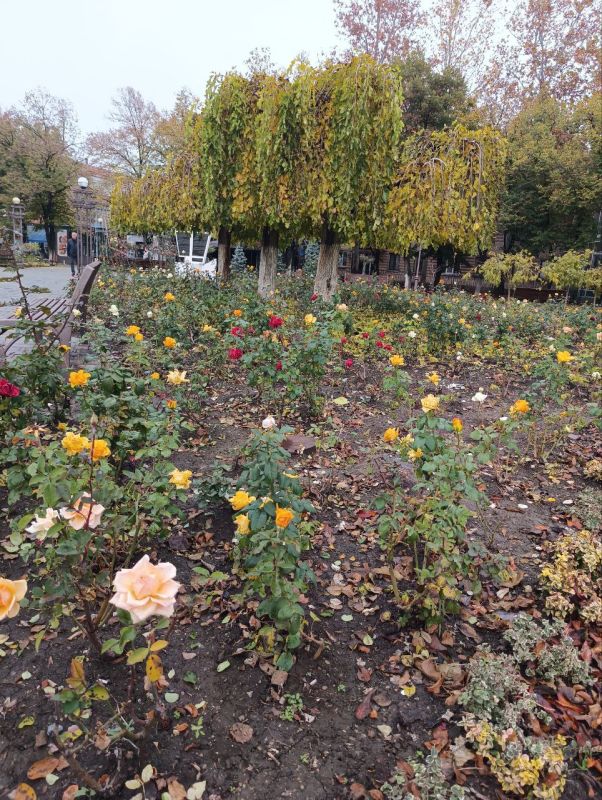 Несмотря на непогоду, по-прежнему цветут розы, лаванда и хризантемы