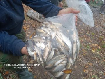 Минсельхоз: 7 тонн белого амура, карпа и толстолобиков выпустили в Кучурганское водохранилище за первую неделю ноября