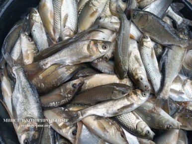 Более 7 тонн рыбы выпустили в Кучурганское водохранилище за первую неделю ноября