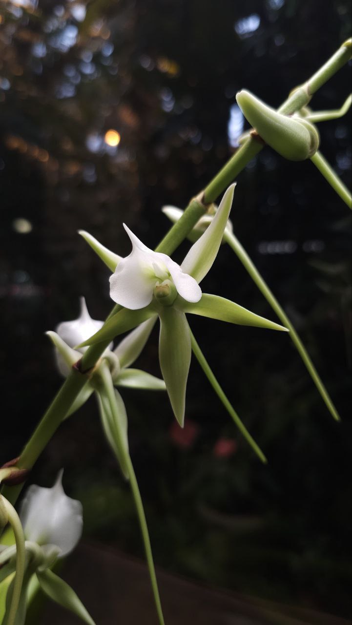 В московском Аптекарском огороде расцвела редчайшая тропическая орхидея Ангрекум с Мадагаскара