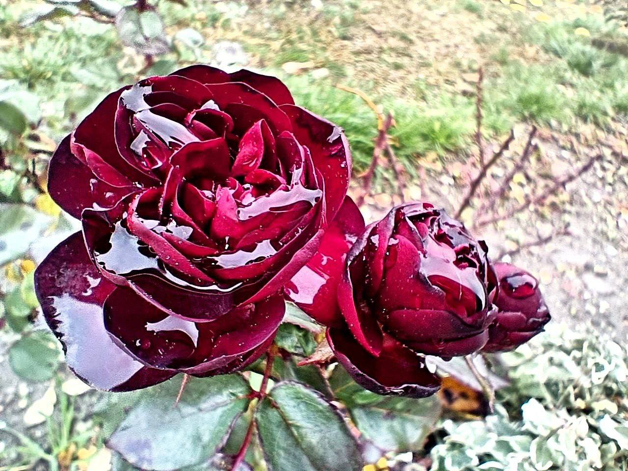 Ну и что, что середина ноября, в Бендерах по-прежнему цветут розы, лаванда и хризантемы Ну и что, что середина ноября, в Бендерах по-прежнему цветут розы, лаванда и хризантемы