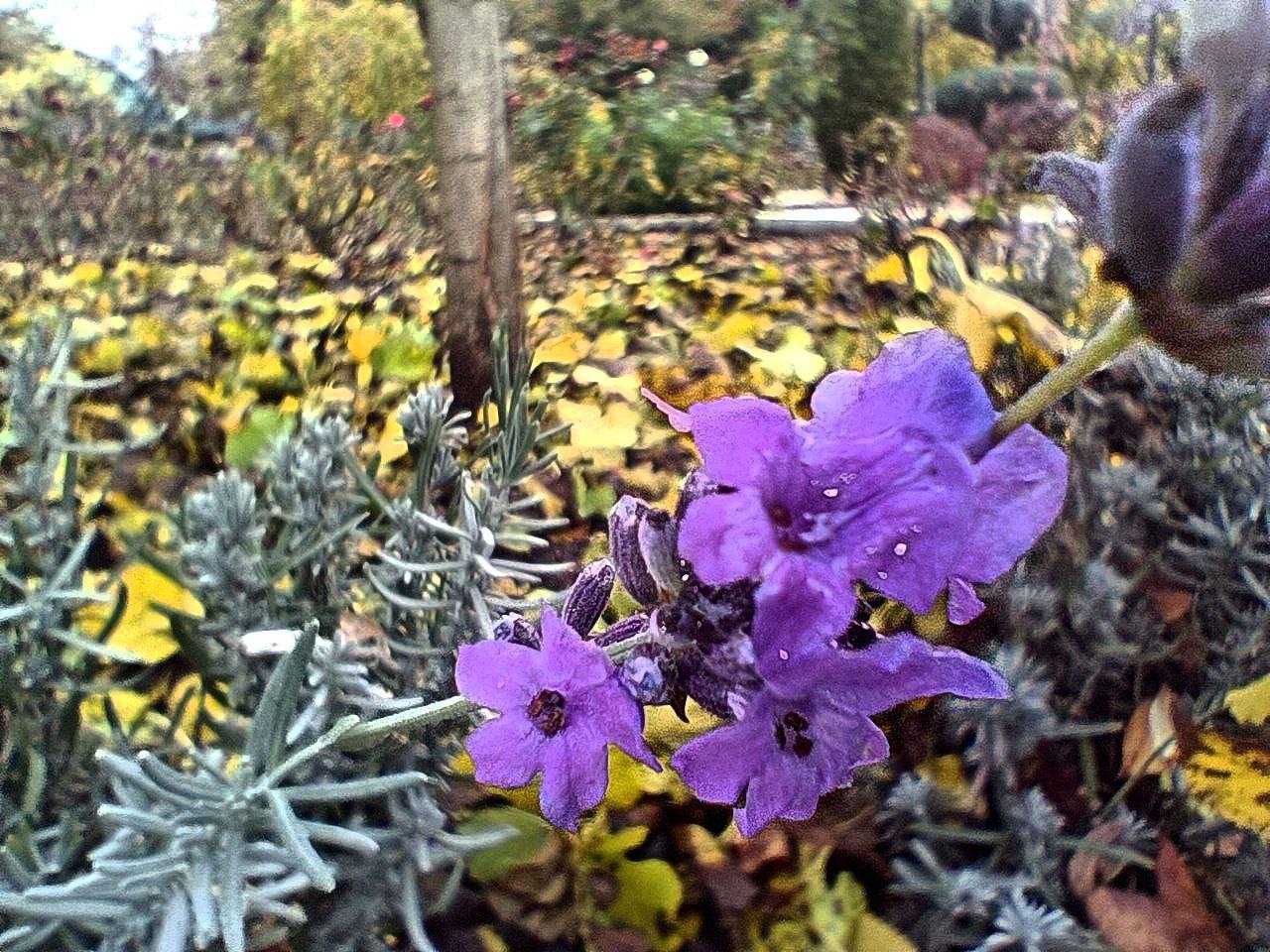 Ну и что, что середина ноября, в Бендерах по-прежнему цветут розы, лаванда и хризантемы Ну и что, что середина ноября, в Бендерах по-прежнему цветут розы, лаванда и хризантемы