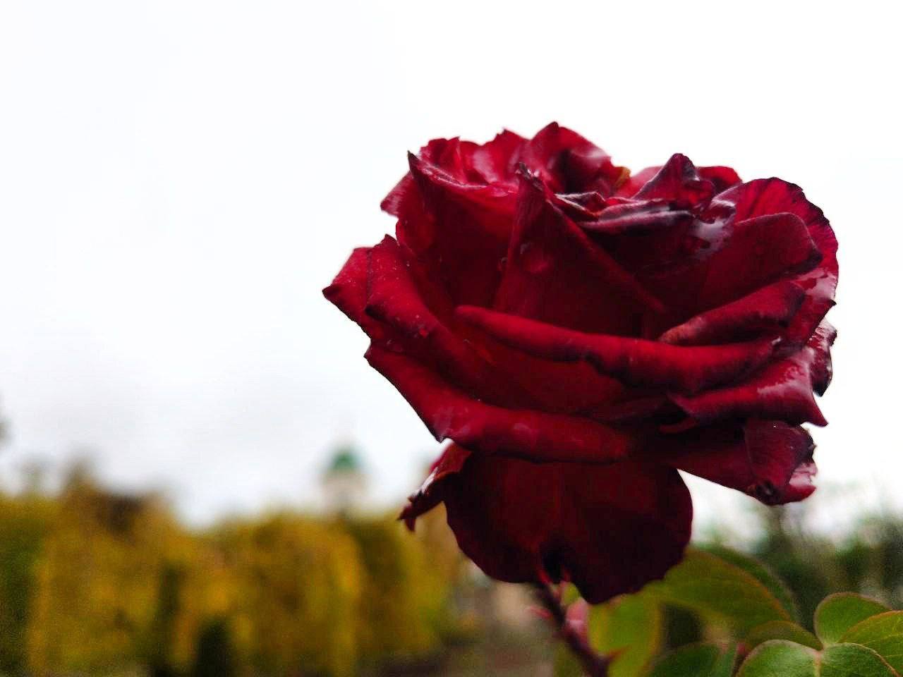 Ну и что, что середина ноября, в Бендерах по-прежнему цветут розы, лаванда и хризантемы Ну и что, что середина ноября, в Бендерах по-прежнему цветут розы, лаванда и хризантемы