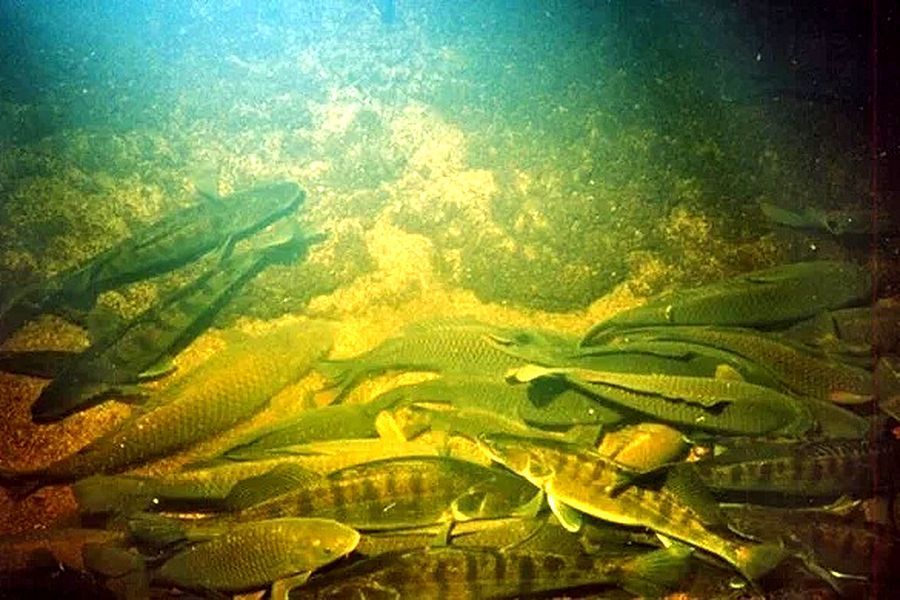 С 15 ноября — запрет на рыбалку на зимовальных ямах