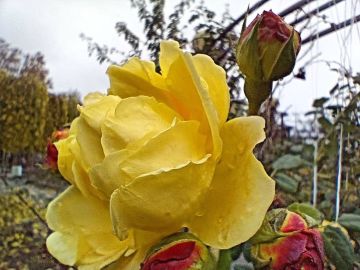 Ну и что, что середина ноября, в Бендерах по-прежнему цветут розы, лаванда и хризантемы