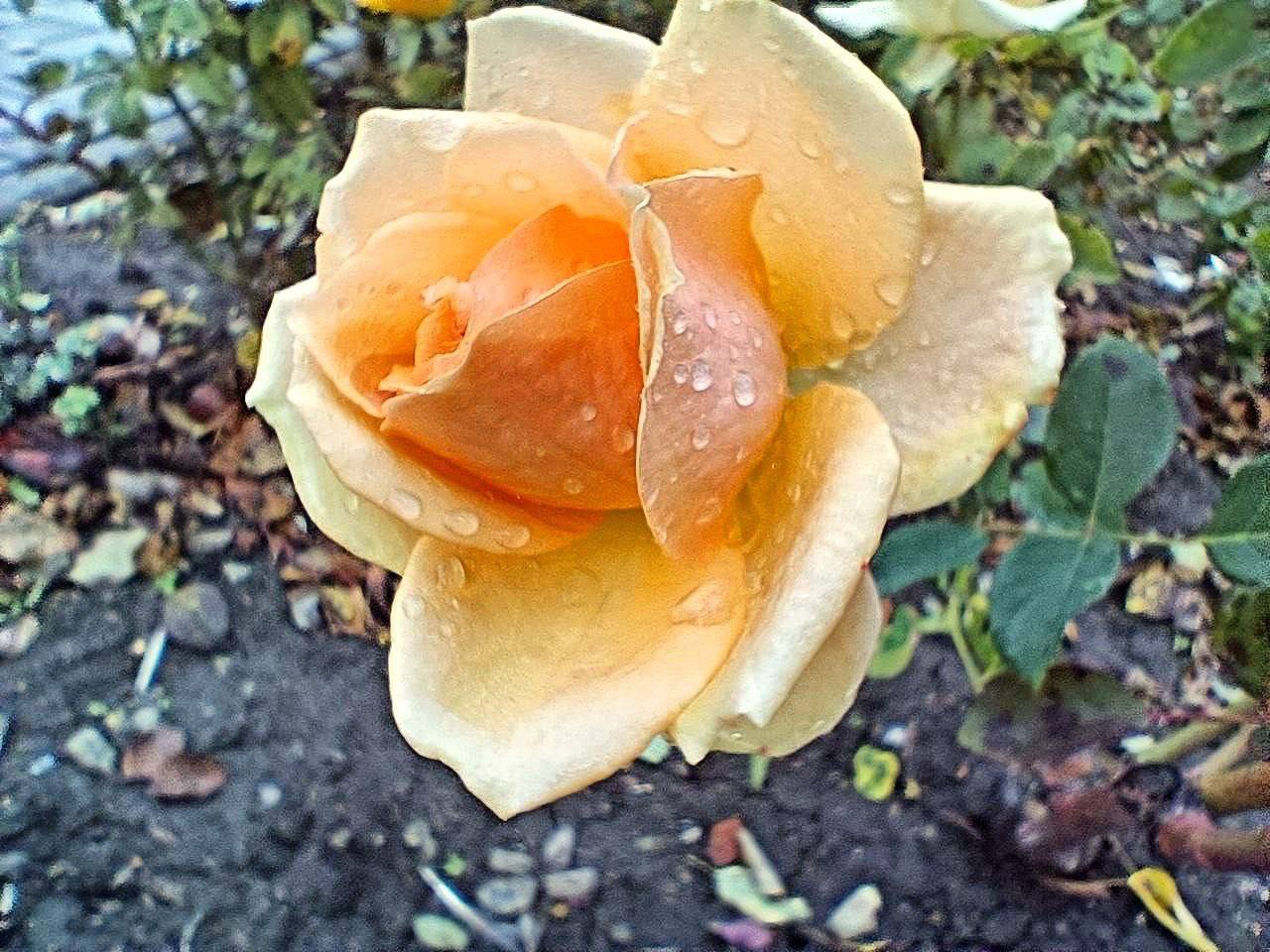 Ну и что, что середина ноября, в Бендерах по-прежнему цветут розы, лаванда и хризантемы Ну и что, что середина ноября, в Бендерах по-прежнему цветут розы, лаванда и хризантемы