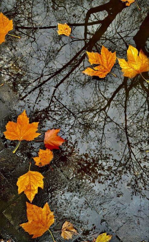 Даже в отражении осенней лужи природа остаётся прекрасной