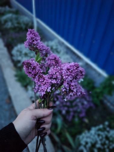 Сирень зацвела в Чобручах в ноябре