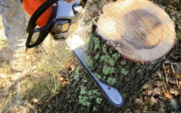 В Кицканском лесу поймали «грибников», которые на самом деле рубили ясени