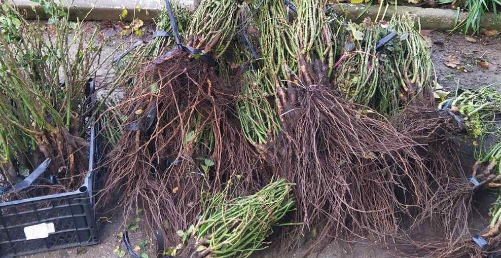 1050 кустов роз привезли в Дубоссары