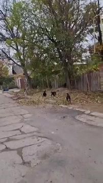 Местные жители указывают на заброшенный дом, где собак подкармливает соседка