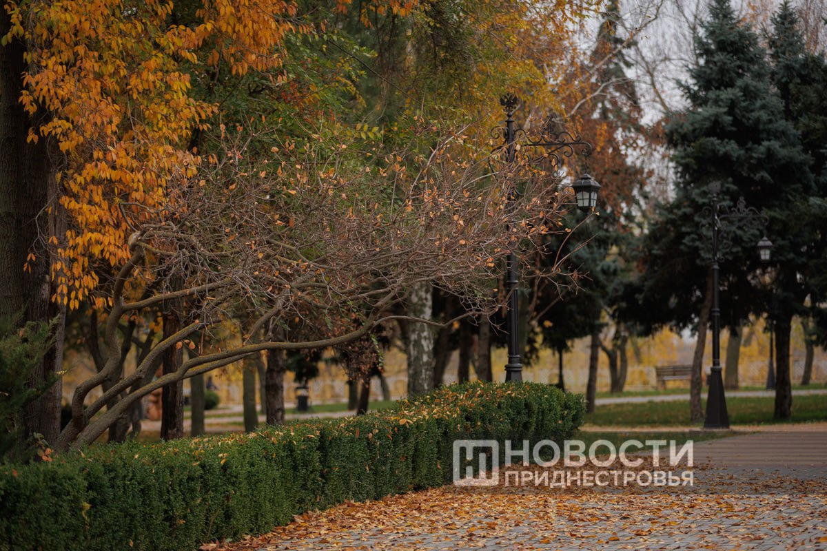 Ноябрьские погодные качели: дождливо, но тепло