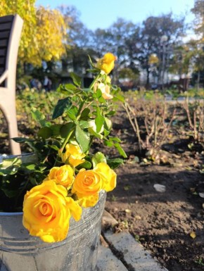 Прощаемся с розами до следующего года