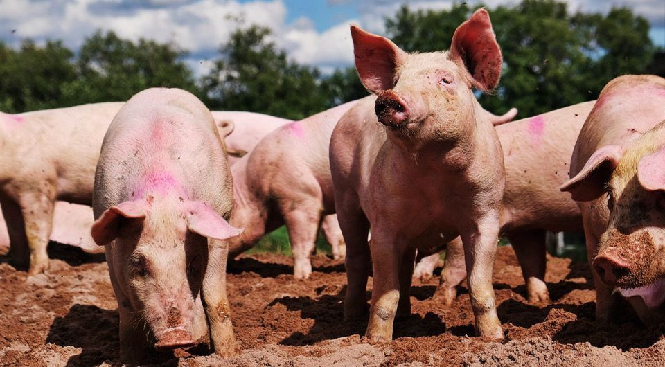 Вспышки бешенства и африканской чумы свиней фиксируют в Унгенском и Хынчештском районах Молдовы