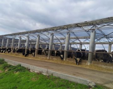 Рыбницкое ООО «Рист» представило на республиканский конкурс «Приднестровское качество» одну номинацию – «Растительное масло»