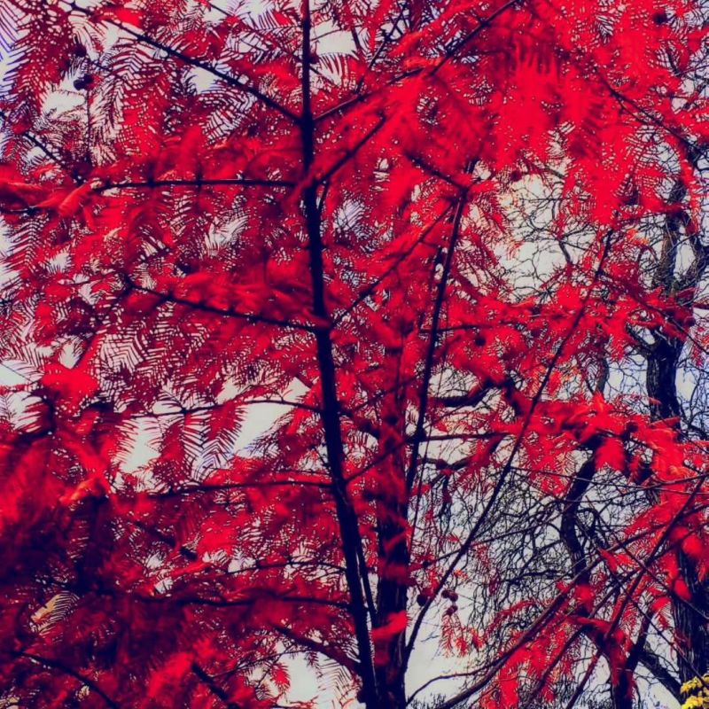 Все цвета ноября.. Фото Виталия Кольвенко