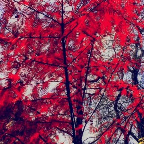 Все цвета ноября.. Фото Виталия Кольвенко