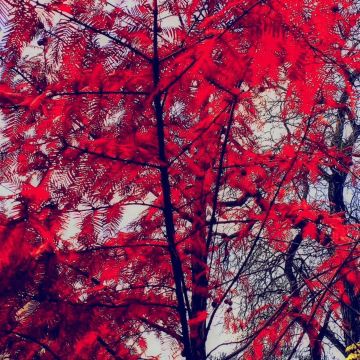 Все цвета ноября.. Фото Виталия Кольвенко