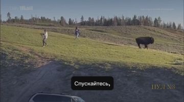 В США бизон чуть не убил туристов: