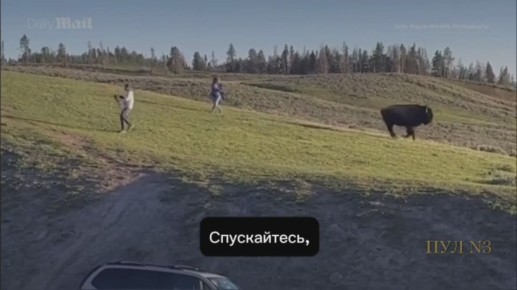 В США бизон чуть не убил туристов: