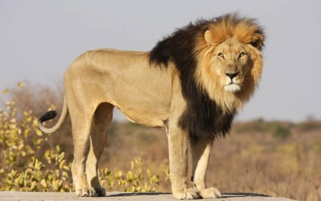 Лев сбежал из вольера в зоопарке в Украине, — украинские СМИ