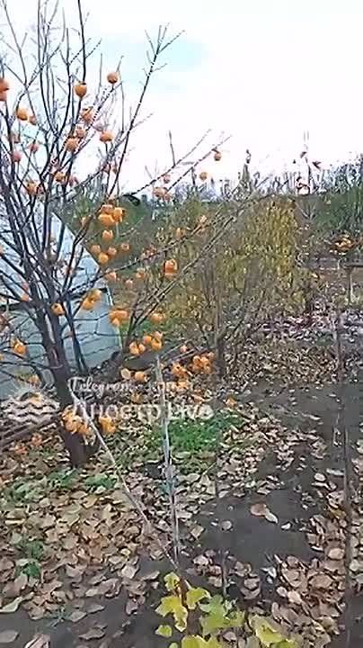 Приднестровье. Слободзейский район, с.Незавертайловка