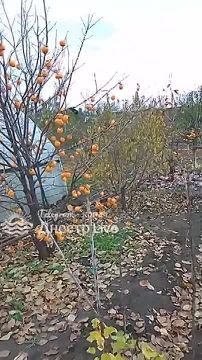 Приднестровье. Слободзейский район, с.Незавертайловка